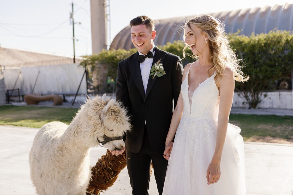 Couple petting the alpacas at The Doyles Wedding Venue